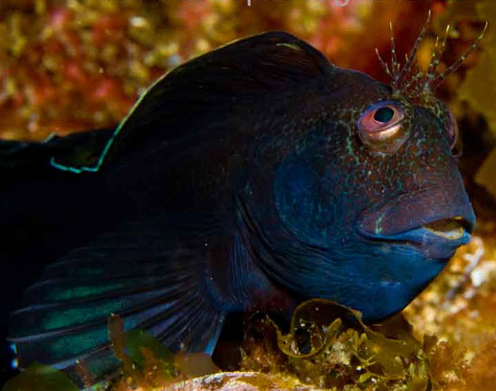 Parablennius pilicornis_aaaaa